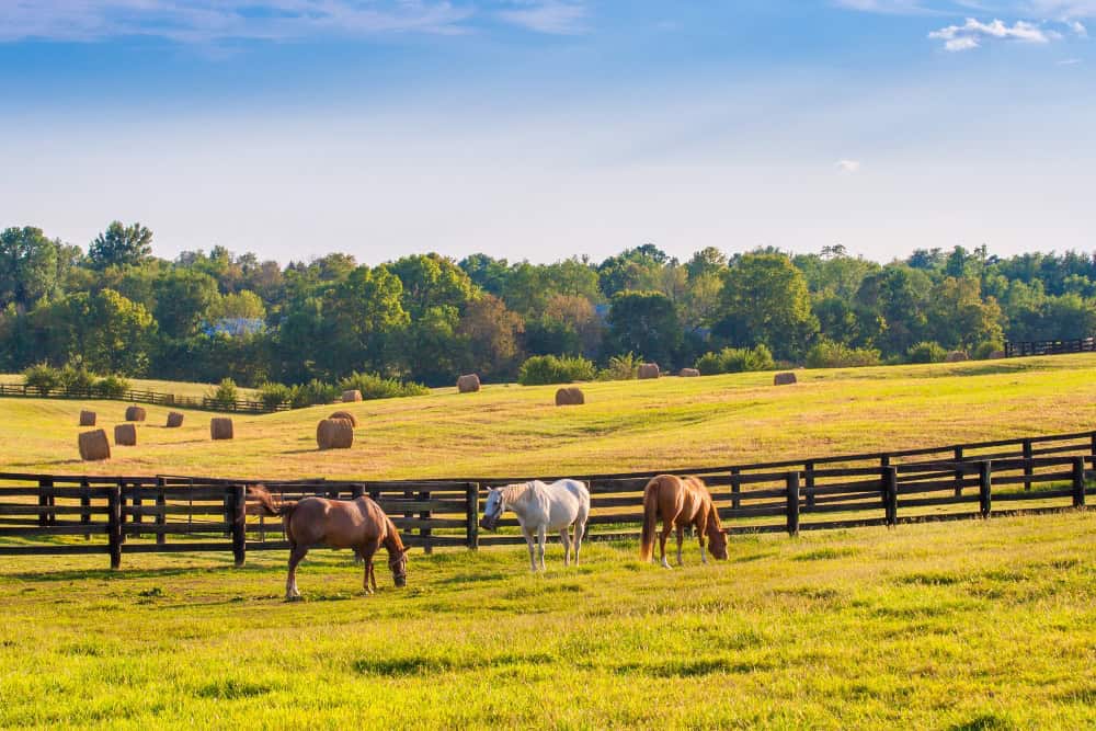 Texas Dreams: The Grandeur of Luxury Ranch Living Unveiled